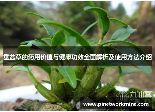 垂盆草的药用价值与健康功效全面解析及使用方法介绍 垂盆草的药用价值与健康功效全面解析及使用方法介绍